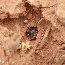 Nesteingang einer erdnistenden Wildbiene mit Bienenhinterteil