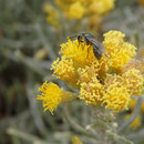Wildbiene auf der Seidenhaarigen Schizogyne
