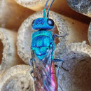 Kupfergoldwespe - Chrysis ignata: 