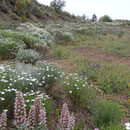 Blumenwiese im Mai