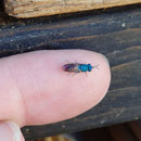 Kupfergoldwespe - Chrysis ignata: farbenfrohe Kobolde am Wildbienenhaus, ein Parasit entwickelt sich als Kuckusbiene im Nest hauptsächlich von Mauerbienen. Wird/muss geduldet werden, denn auch diese Wespenartige Wildbiene steht unterNaturschutz