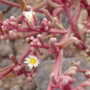 Knotenblütige Mittagsblume - Mesembryanthemum nodiflorum