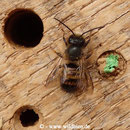Gehörnte Mauerbiene - Osmia cornuta: Männchen gönnt sich eine Pause beim Schwärmen