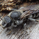 NatternkopfMauerbiene - Osmia adunca - Weibchen/female