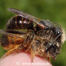 Gehörnte Mauerbiene - Osmia cornuta: Pärchen im Paarungsvorgang friedlich auf meiner Fingerkuppe