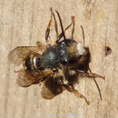 Rostrote Mauerbiene - Männchen - am Wildbienenhaus - braucht eine kleine Flugpause