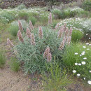 Grünlicher Natternkopf - Echium virescens DC.