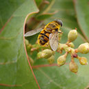 Schwebfliege, leider keine Wildbiene 
