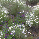 Blumenwiese im Mai