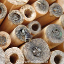 Hahnenfuss Scherenbiene - Osmia florisomnis: