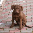 Chesapeakeheart Arion