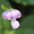 いんげん豆の花　賀集 山口ユリエさん