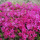 賀集 高萩　芝ざくら