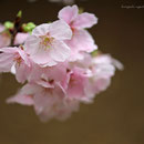 桜　奇跡の星の植物館