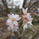十月桜  賀集 生子・久米邸