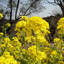 大見山  菜の花