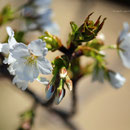 桜　潮美台