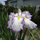 五色 花ショウブ