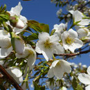 変わり桜 福良 
