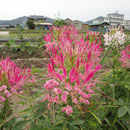 賀集 福井 山口ユリエさんの花壇 クレオメ