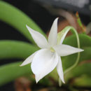 アングレクムレオニス 　奇跡の星の植物館