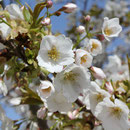 福良浄化センターの早咲き桜