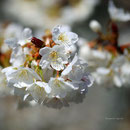 桜　潮美台