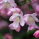 花海棠 福良 ママン
