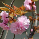八重桜　 潮美台
