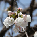 彼岸桜 賀集 福井