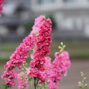 賀集 福井 山口ユリエさん の花壇 チドリソウ