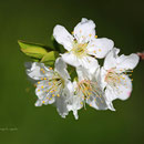 桜　福良