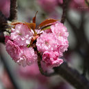 八重桜　護国寺