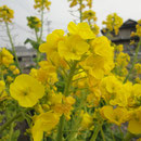 賀集・菜の花
