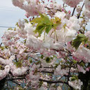 鳴門岬 八重桜