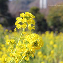 菜の花　国営明石海峡公園