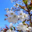 変わり桜 福良