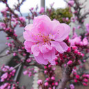 花もも 神代