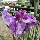五色 花ショウブ