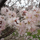福良・向谷のヒガン桜