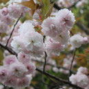 南淡路ロイヤルホテル　八重桜