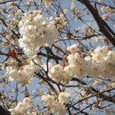 福良 ダントーの桜