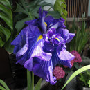 五色 花ショウブ