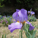 広石 花ショウブ