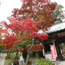 東山寺 紅葉