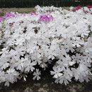 賀集 高萩　芝ざくら