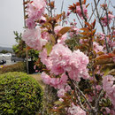 鳴門岬 八重桜