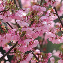 北阿万 緋桜