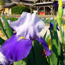 賀集 山口 篤 邸 花しょうぶ