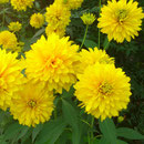 賀集 高萩 夏菊
